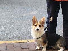 -宠伴小精灵宠物店(鼓楼店)