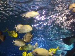 -太平洋海底世界