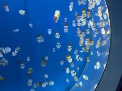 -芜湖新华联大白鲸海洋公园