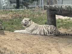 -西霞口神雕山野生动物世界
