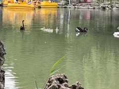 -西苑公园
