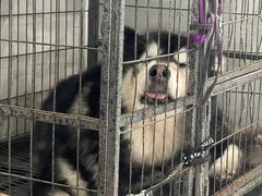 -瑞派罗医生宠物诊所(古镇分所)