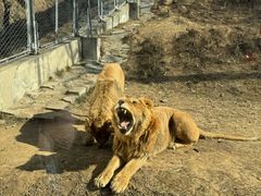 -石家庄市动物园