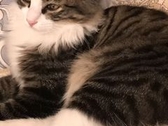 -宠颐生宠物医院·犬猫全科·皮肤科(商业街店)
