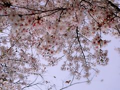 -西安青龙寺遗址景区