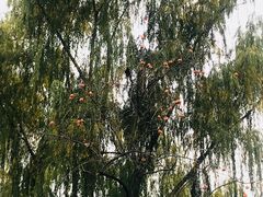 -钓鱼台国宾馆