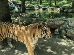 -北京野生动物园