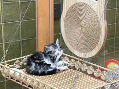 -帕帕拉兹宠物(亚洲旗舰店)