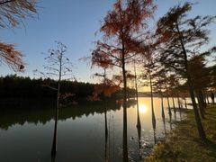 -合肥滨湖国家森林公园