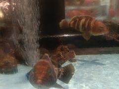 -阿伟海鲜楼·福建菜(延寿店)