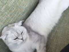 -这儿没有猫·猫咖萌宠馆·撸猫