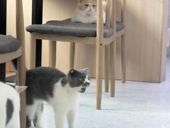 -喵园·猫主题咖啡厅·撸猫·猫咖(国贸店)