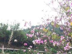-红山村