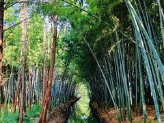 景点-同里国家湿地公园