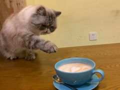 -猫色咖啡·猫咖