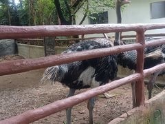 -东莞香市动物园
