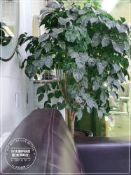-SY水源护肤造型