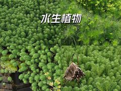 -中国科学院华南植物园
