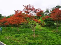 -大兴滨河森林公园