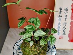 -溪岸路花鸟市场