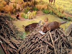 -陕西自然博物馆