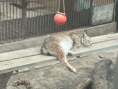 -青藏高原野生动物园