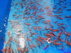 -东方之珠洗浴休闲广场(南开店)