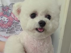 -翊宠yipet猫狗购宠庄园