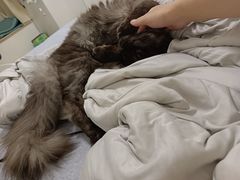 -瑞鹏宠物医院华南总院·夜诊·心脏科·骨科
