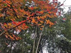 -广州市石门国家森林公园
