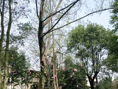 -重庆彩云湖湿地公园