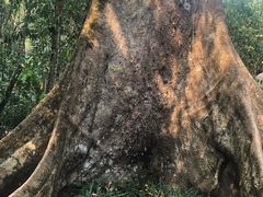 -中国科学院西双版纳热带植物园