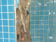 -蟹谢蒸鲜自助餐厅