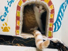 -藏猫猫咖啡主题馆(中央大道店)