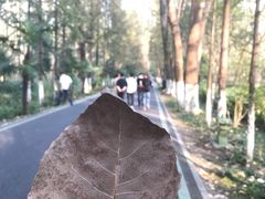 -合肥滨湖国家森林公园