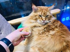 -藏猫猫咖啡主题馆(中央大道店)