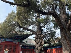 -北京国子监胡同