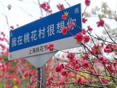 -南汇桃花村