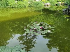 -秋霞圃