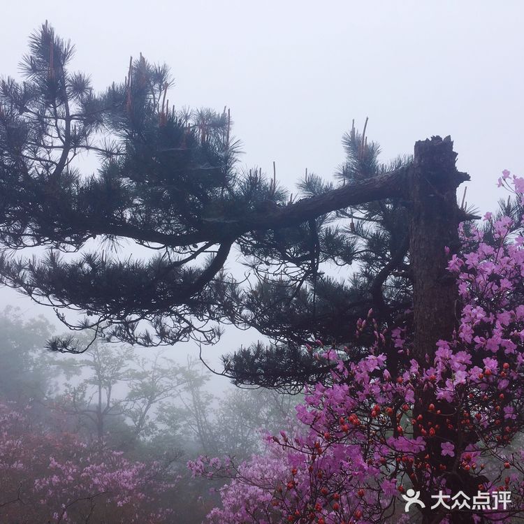 人间四月芳菲尽 花台杜鹃始盛开