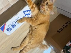 -丹桂轩(罗湖火车站店)