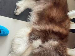 -Let's go狗咖·猫咖·奶狗·桌游(春熙路IFS店)