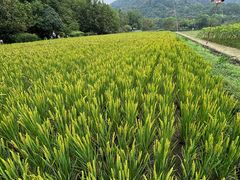 -八卦田遗址公园