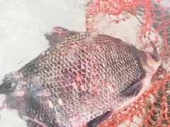 -金台阶鱼馆(于桥水库店)