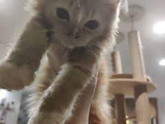-楼上猫咖(罗湖店)