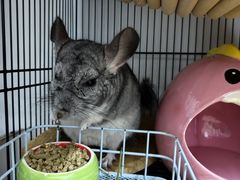 -立德异宠动物医院.兔鸟爬.内窥镜(天河店)