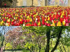 -洛阳市牡丹公园