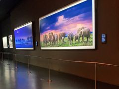 -罗红摄影艺术馆