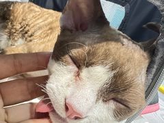 -纳吉亚猫专科动物医院·北北分院