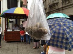 -叶氏麻糍(鼓浪屿店)